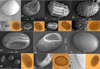 Thumbnail: Fig. 3 Refer to the following caption and surrounding text.